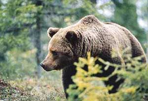 björn