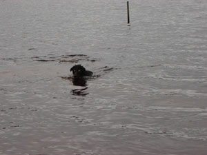 tilly simmar